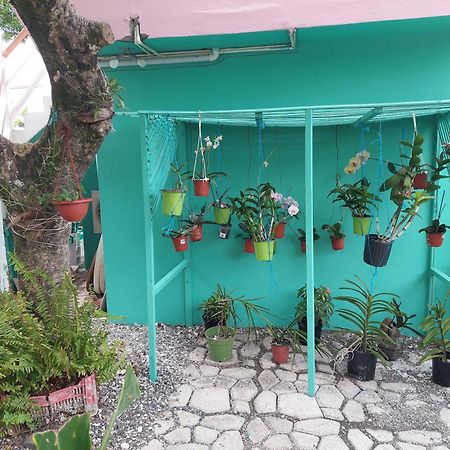 Alex'S Place - Tim Pappies Port Antonio Esterno foto