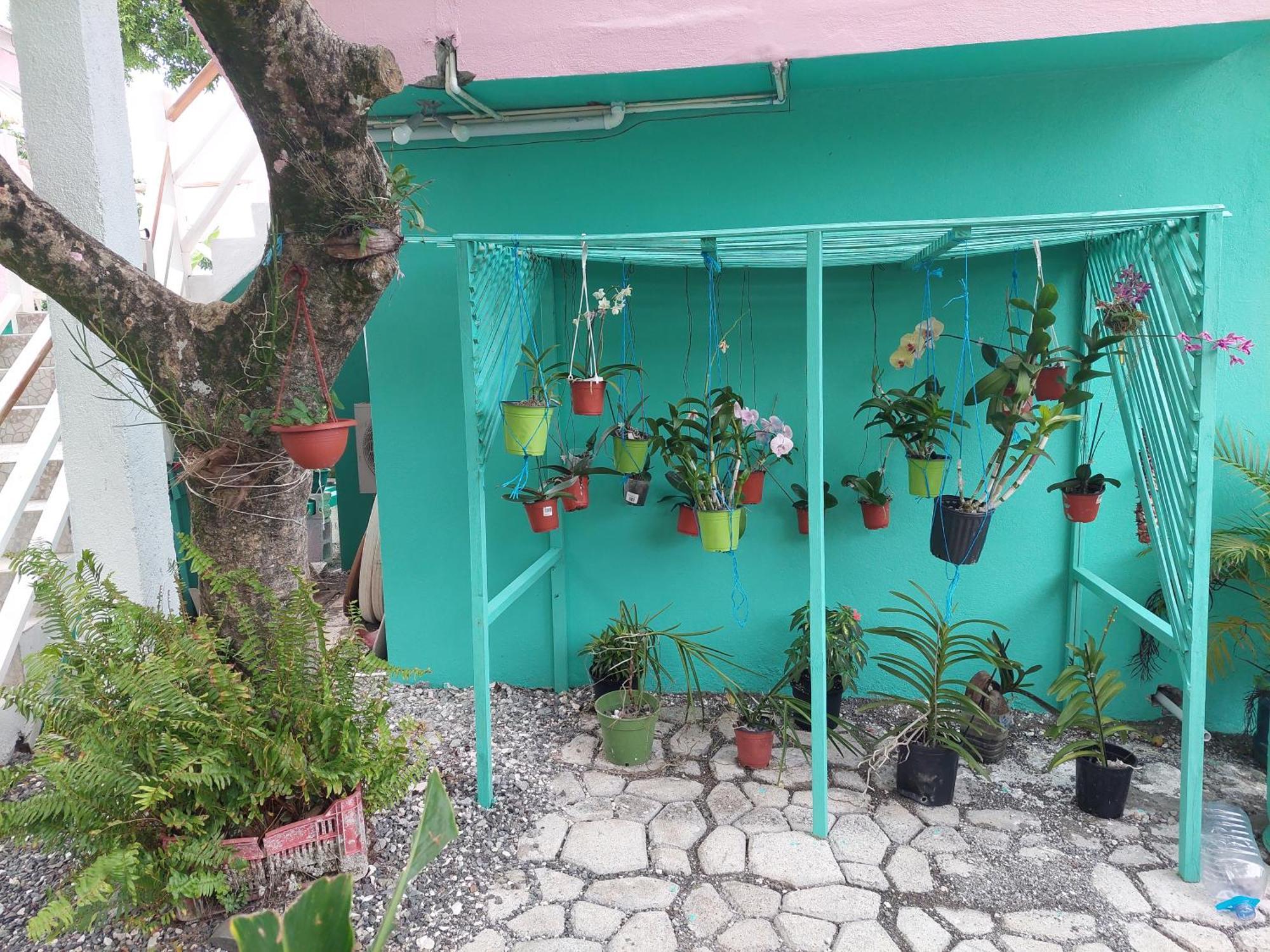 Alex'S Place - Tim Pappies Port Antonio Esterno foto