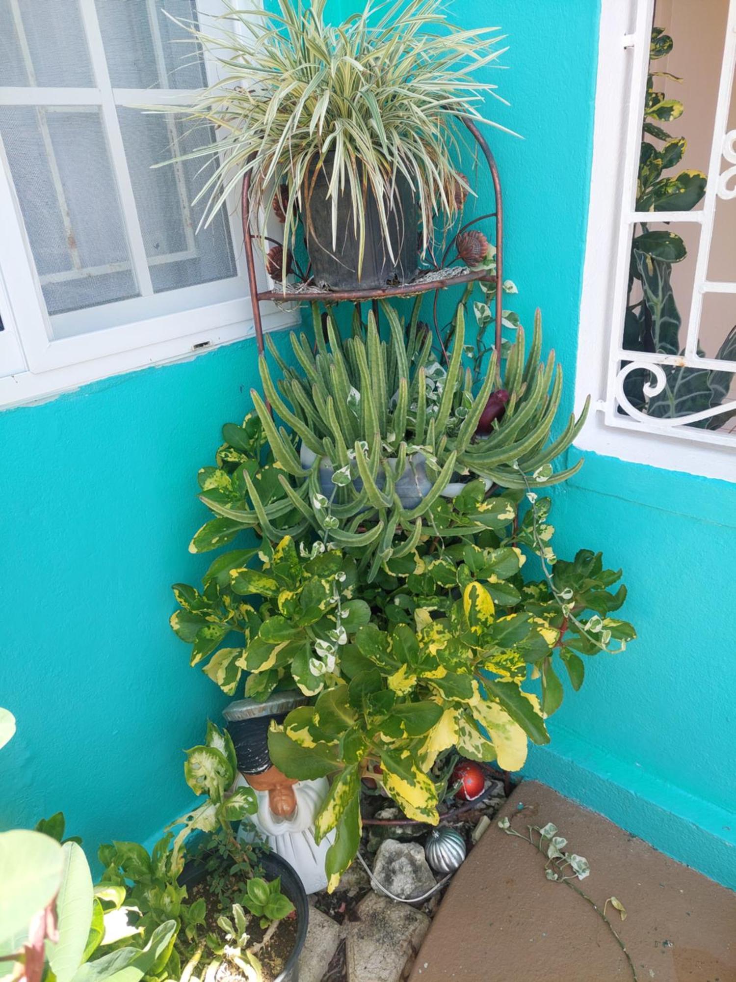 Alex'S Place - Tim Pappies Port Antonio Esterno foto